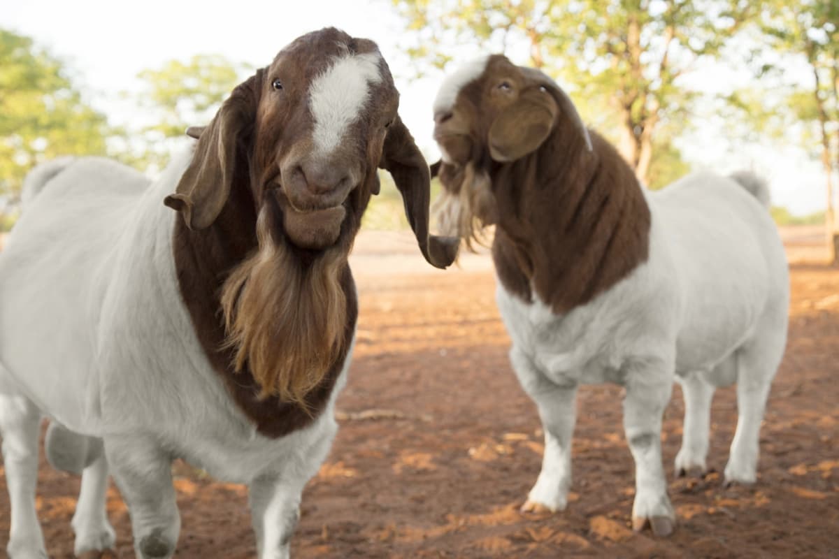 Boer Goat Pros and Cons