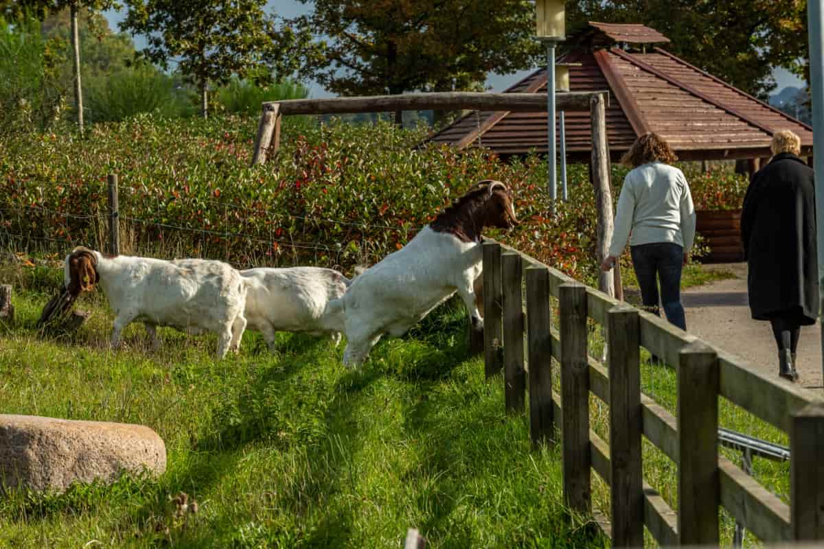  Boer Goats