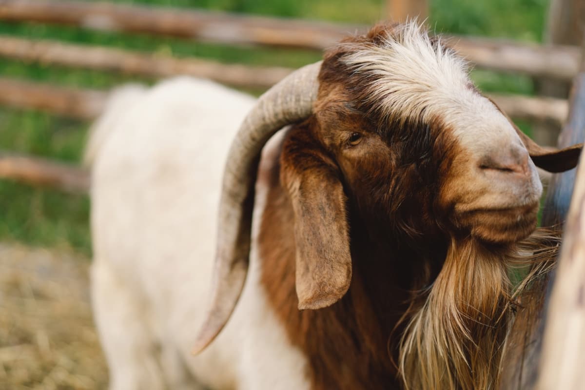 Boer Goats in the Farm