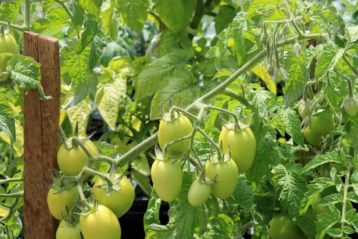 Tomato Garden Plant