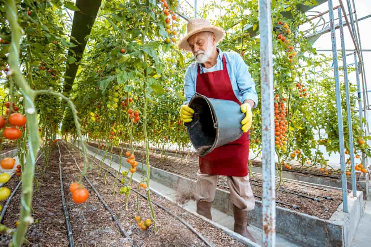Farmer Growing Tomatoes in The Hothouse
