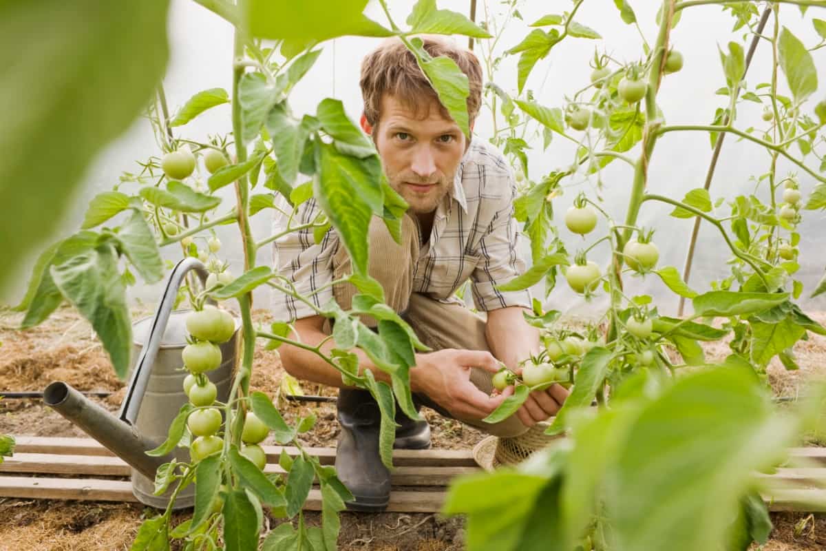 Farmer in Greenhouse Checking Tomato Plants