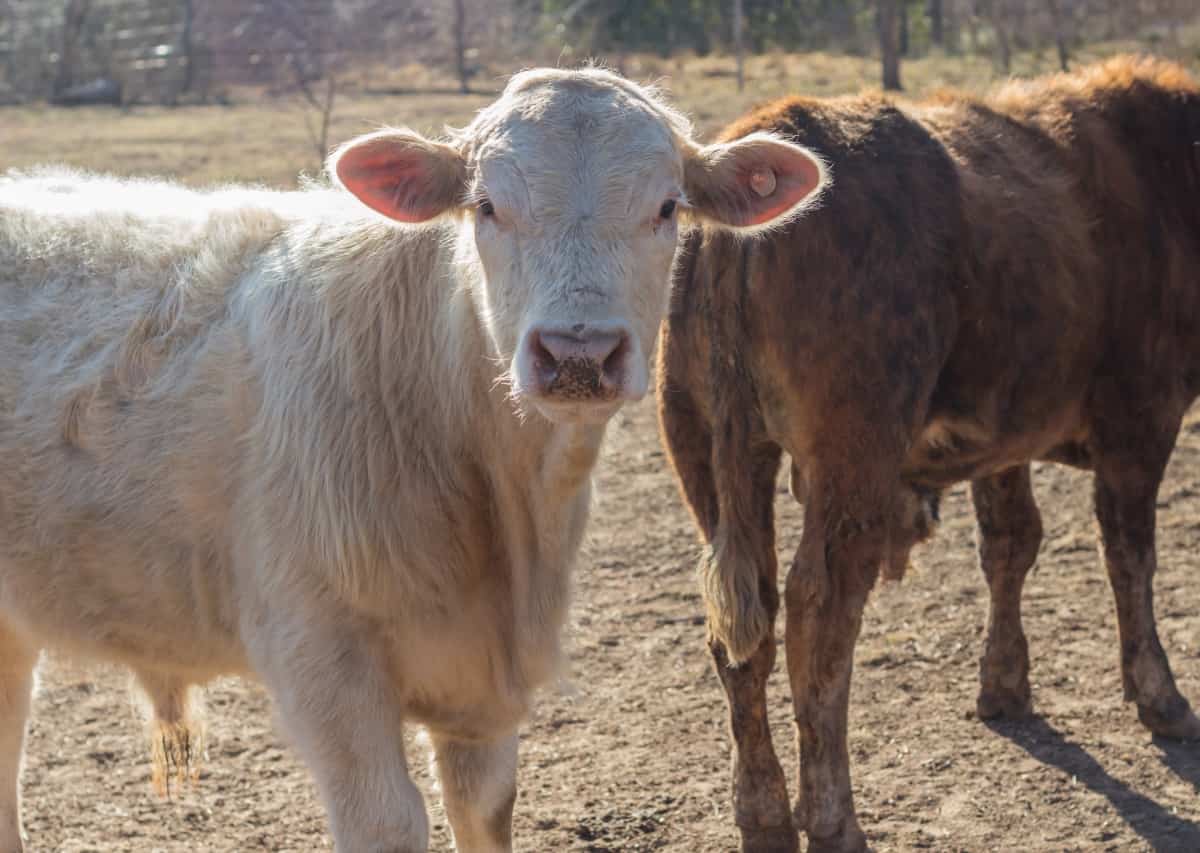 Brangus Cows and Calves