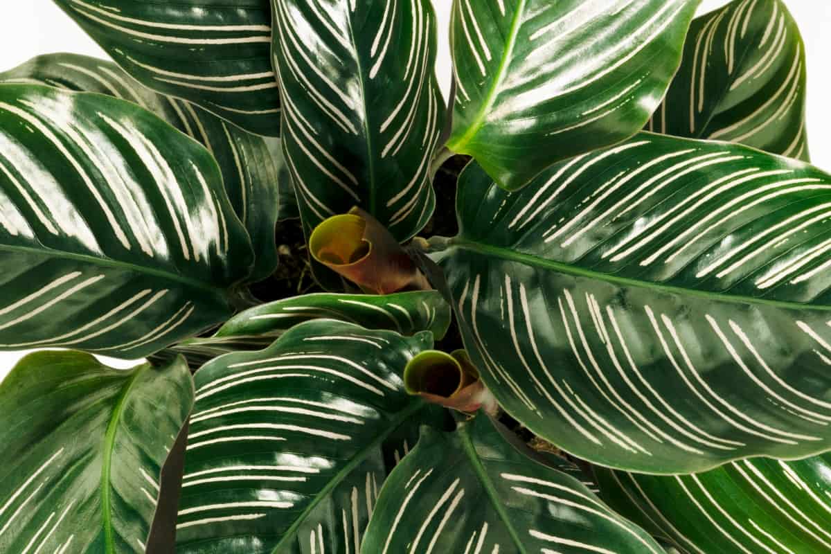 Close up Of Calathea Ornata Leaves