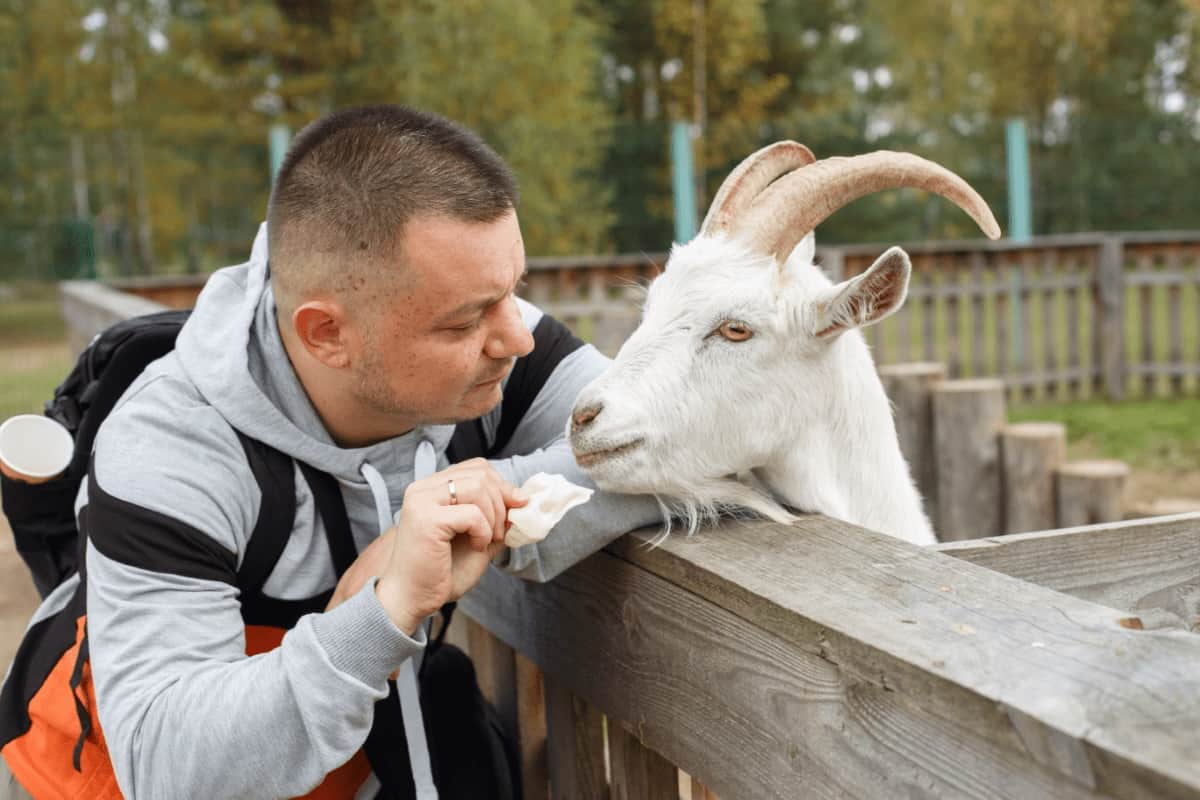 Feeding an Apple to A Goat
