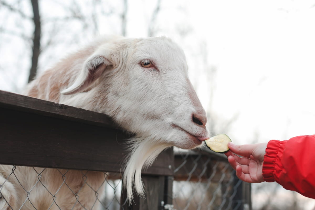 Feeding Goat on The Farm