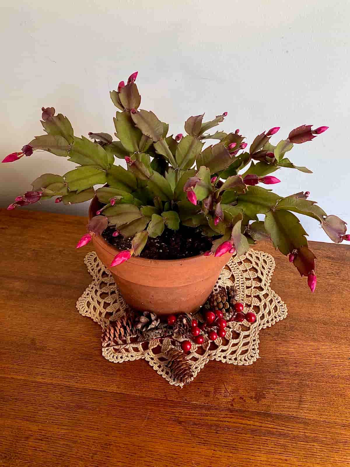 Christmas Cactus in Pot