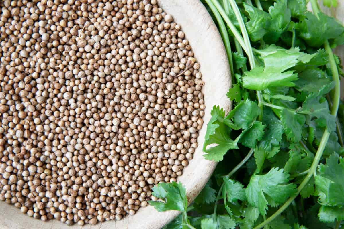 Coriander Seeds and Cilantro Leaves