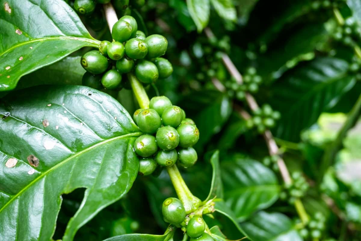 Coffee Plants with Unripe Berries