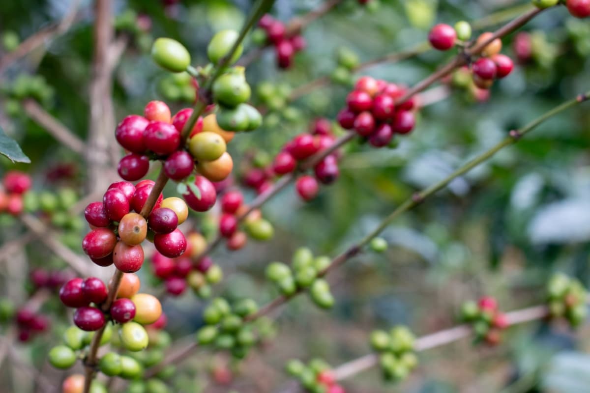 Coffee Tree Fertilization Requirements
