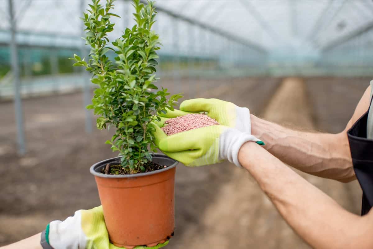 Common Mistakes to Avoid in Fertilizing Plants