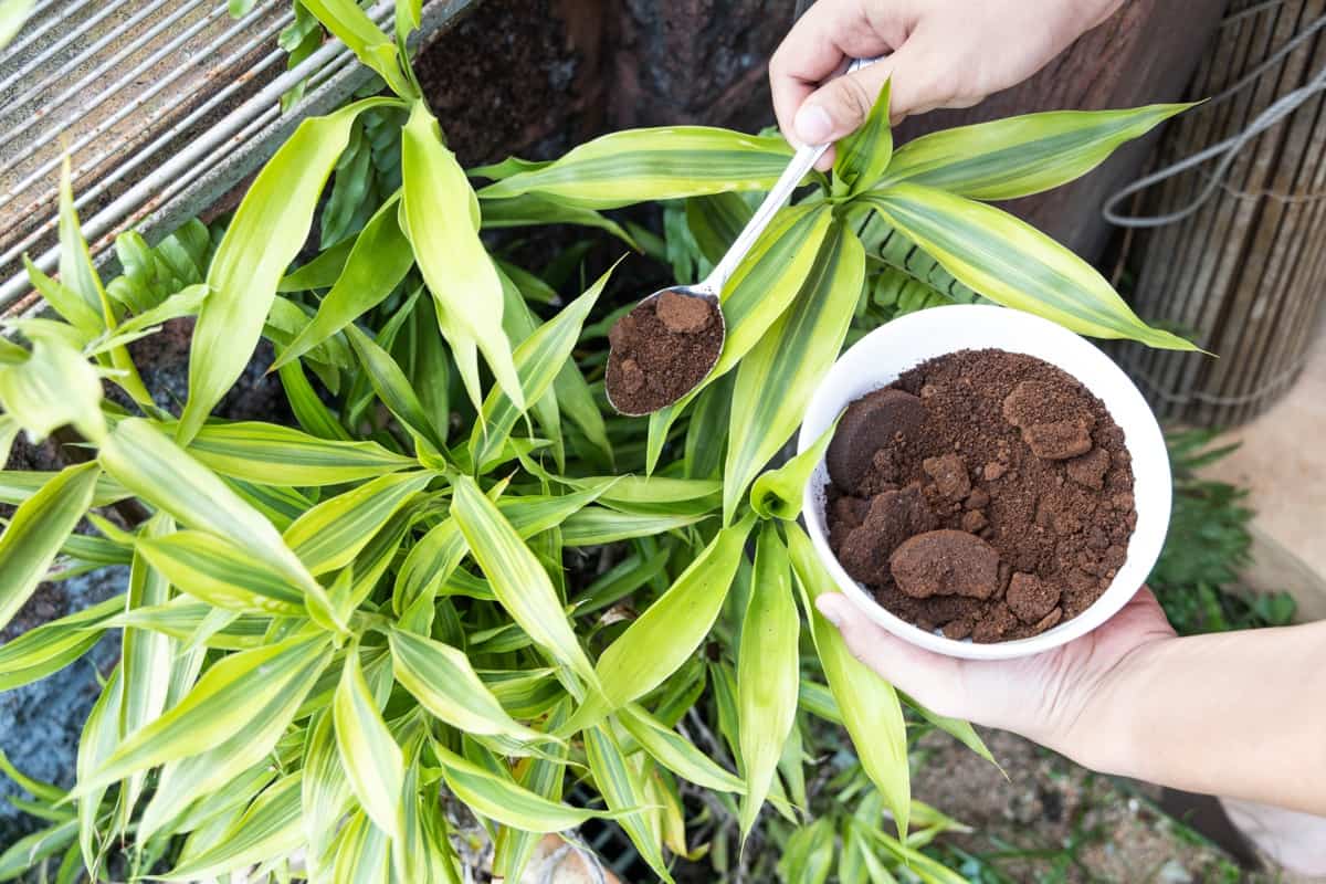 Using coffee powder as natural plant fertilizer
