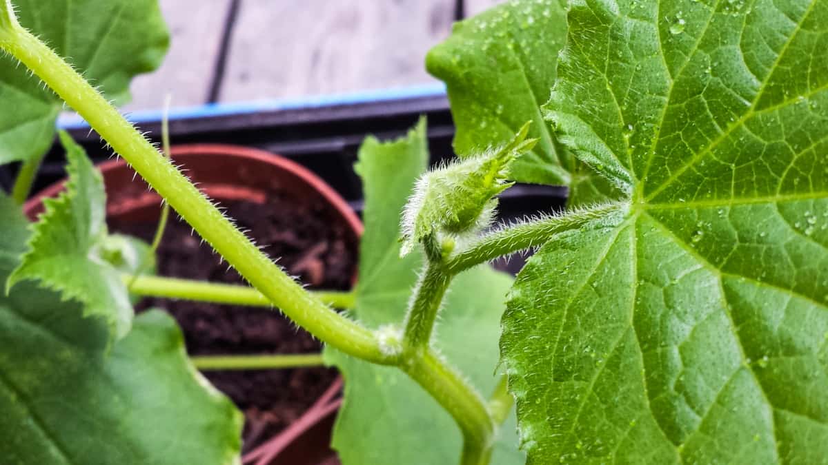 Cucumber Plants with Water Drops