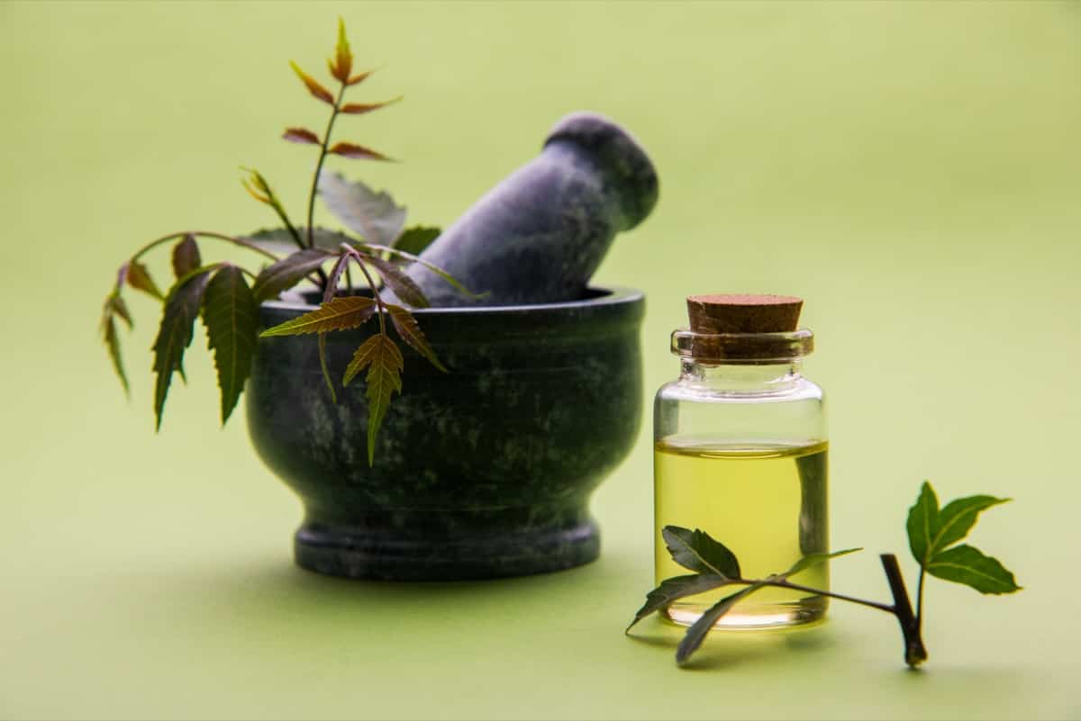 DIY Antifungal Treatment for Lawns: Neem Oil
