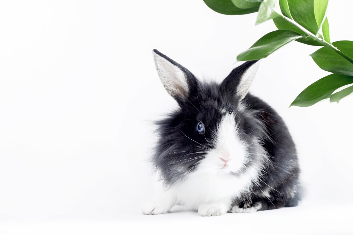 Small Rabbit of The Dutch Breed