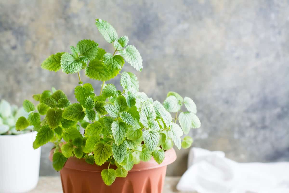 Growing mint leaves in pot