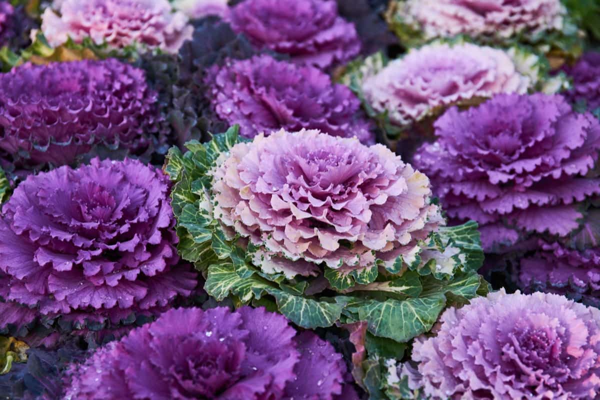 Purple and white ornamental kale