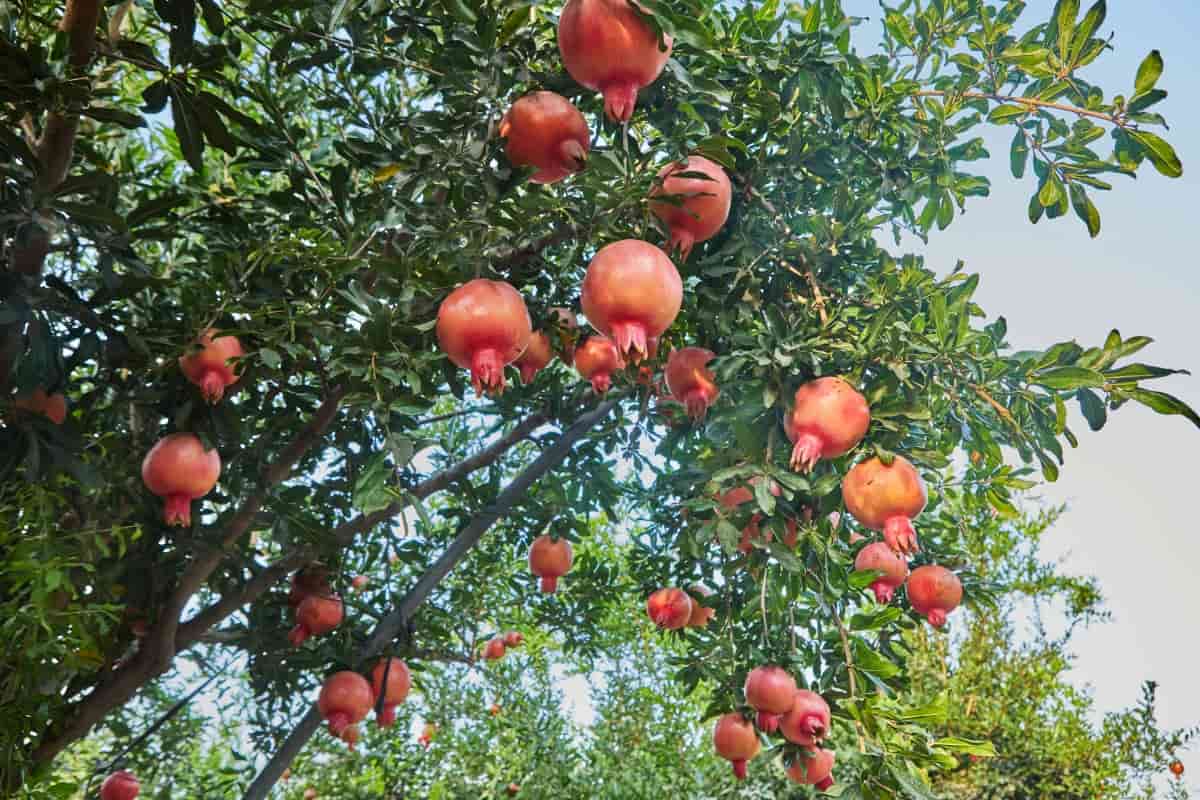 Plantation of Pomegranate