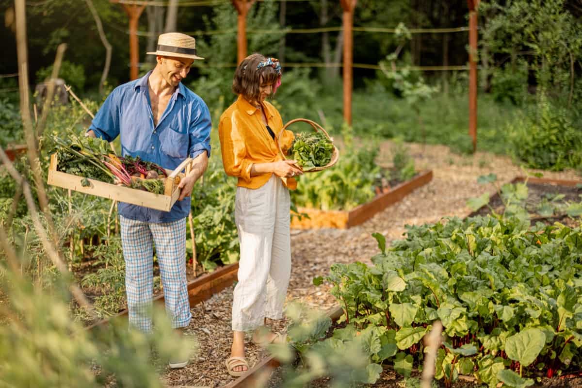 Farmers with freshly picked vegetables at garden