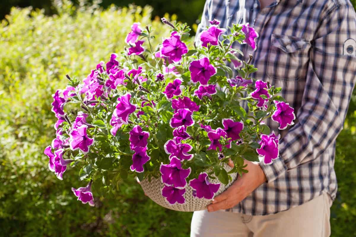 Easy and Best Container Plants for Arkansas4