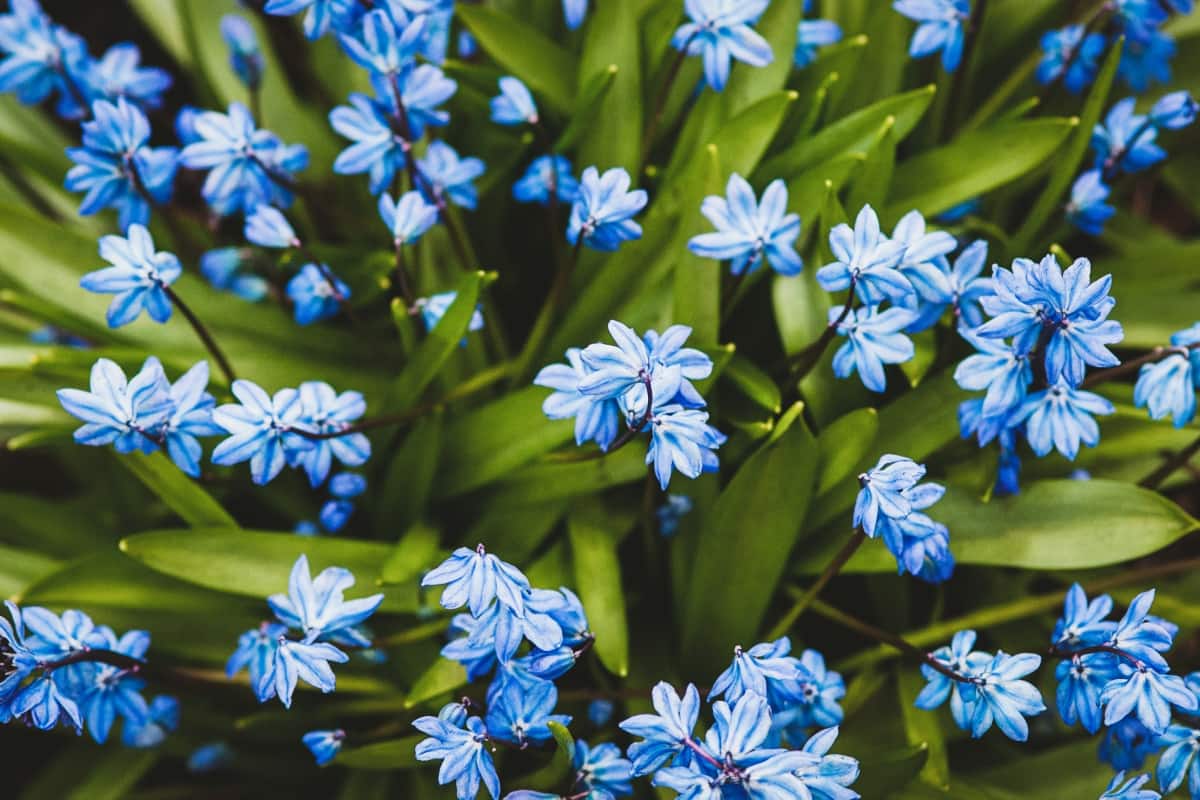 Blue Scilla Flowers