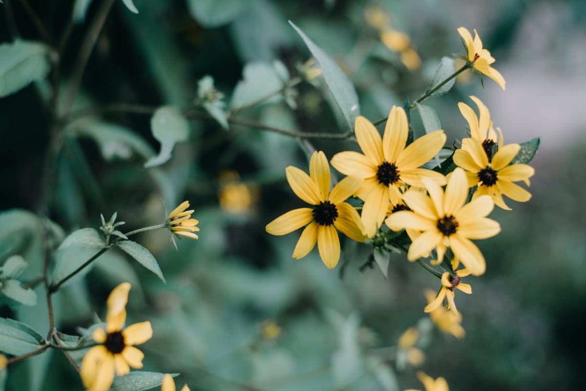 Indiana Yellow Wildflowers
