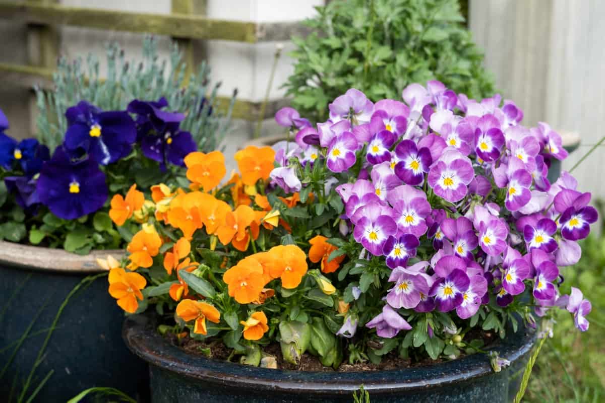Easy and Best Container Plants for Michigan