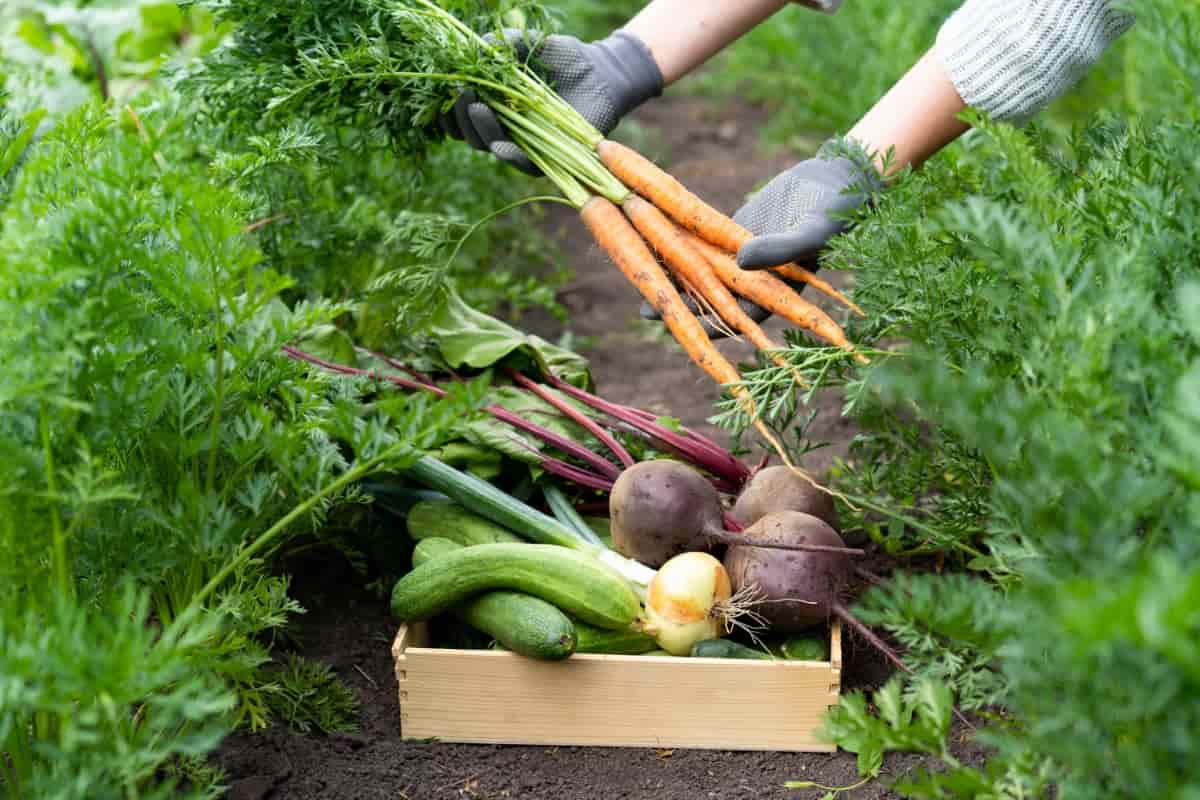 Fresh Farm Vegetables