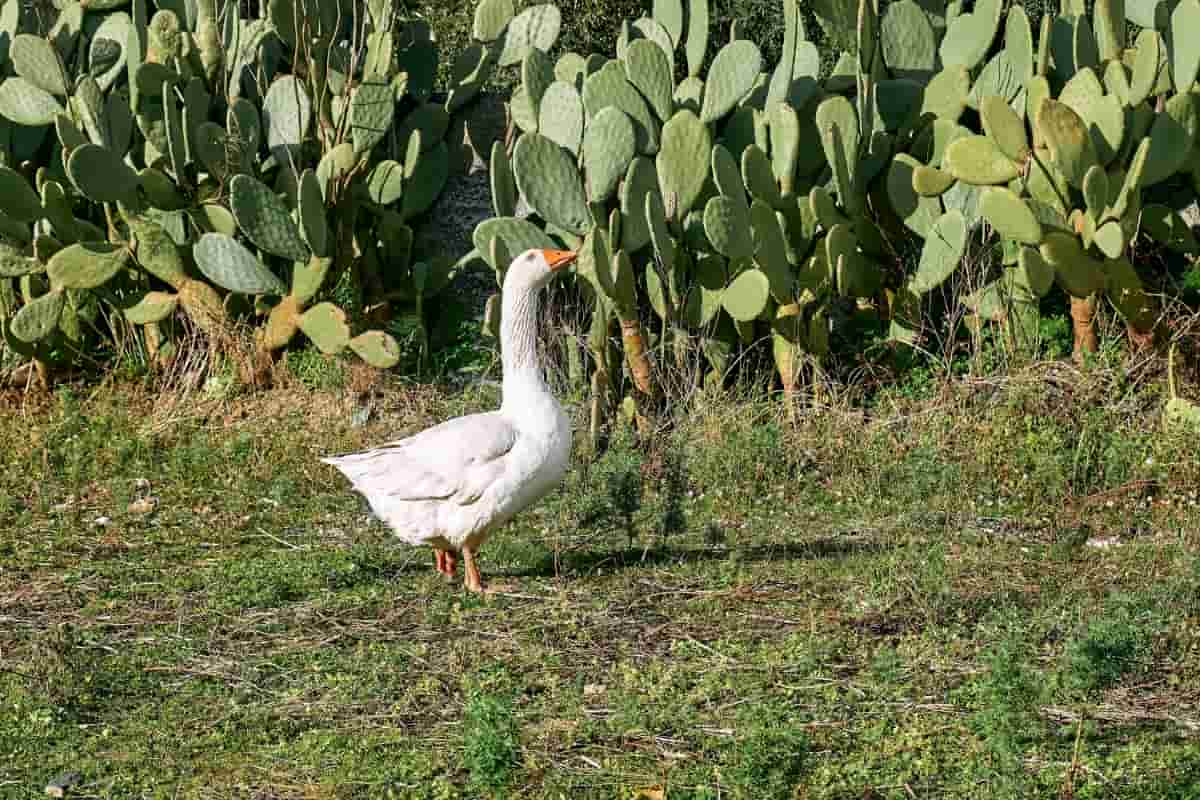 Goose Grazing in Grassland