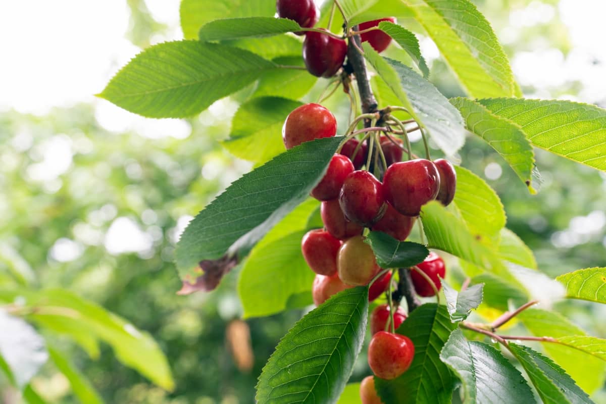 Fertilizing Potted Cherry Trees