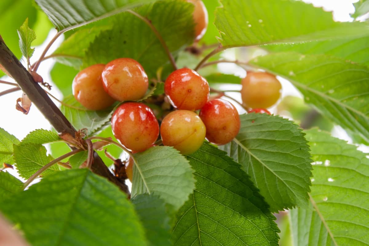 Cherries in The Process of Ripening