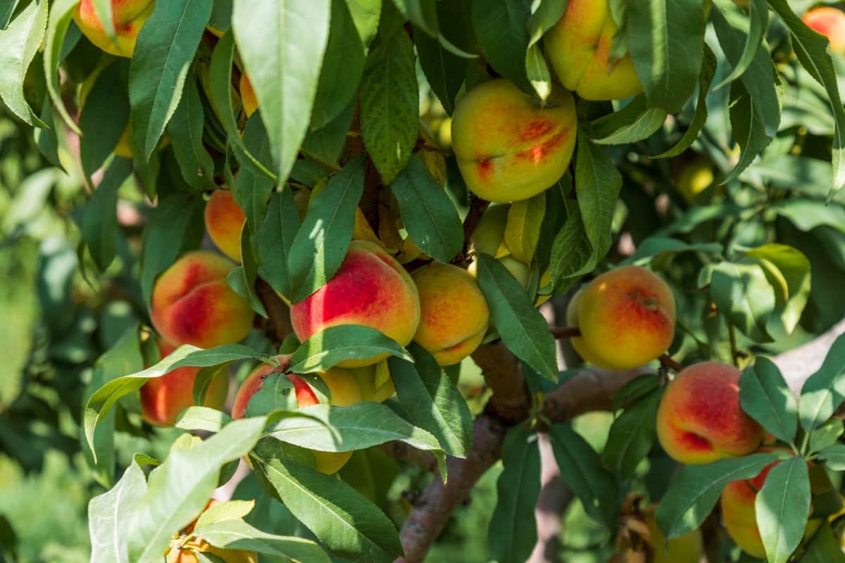 Fertilizing Potted Peach Trees
