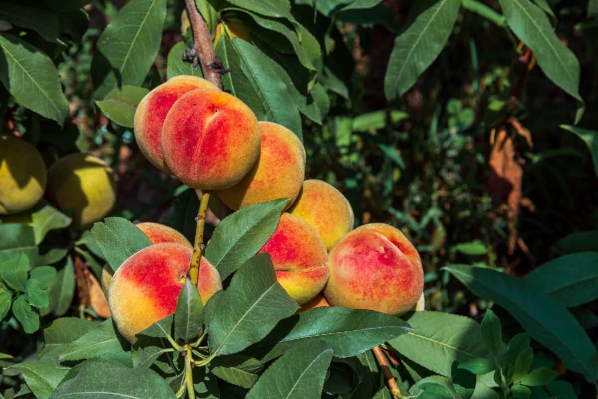 Peaches Growing on A Tree