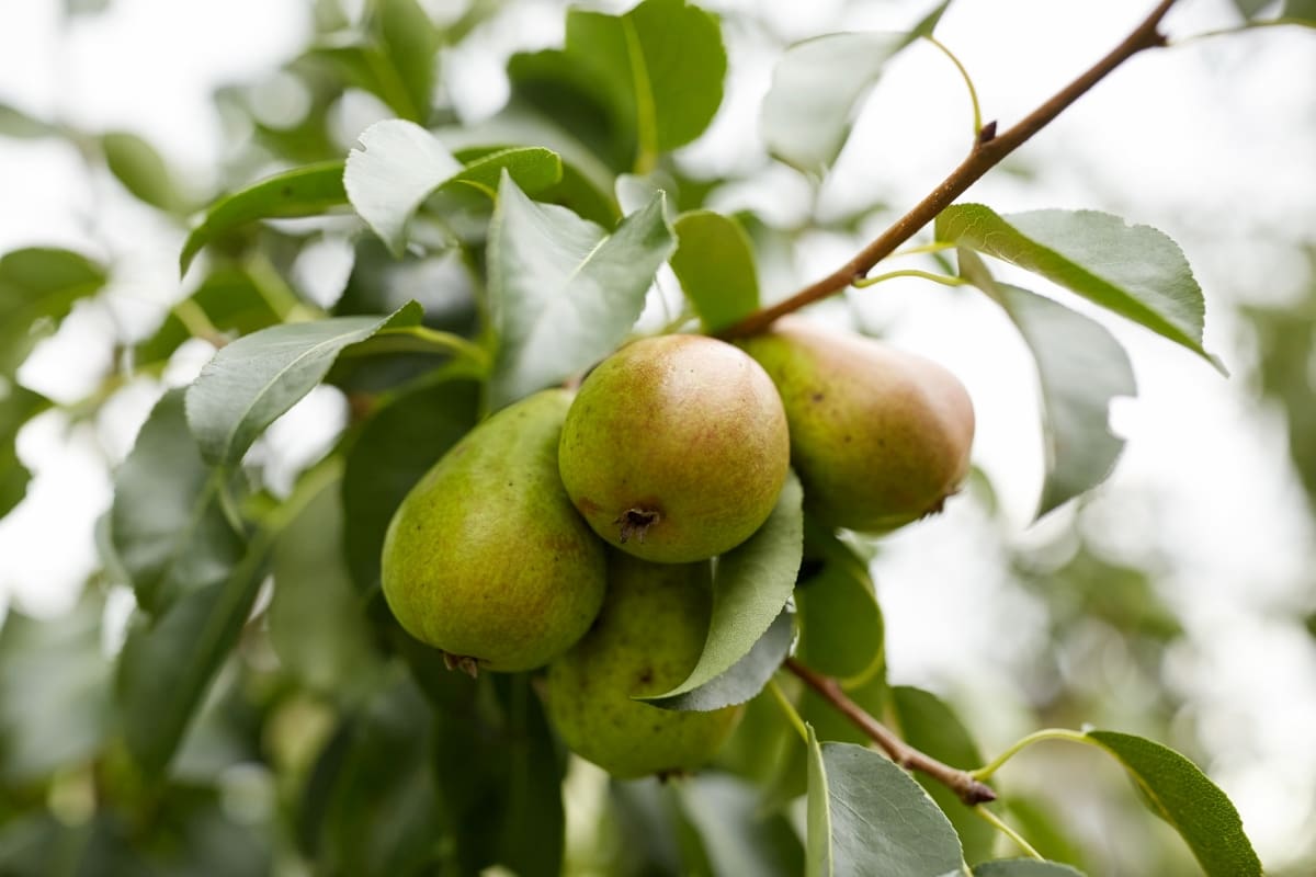 Pear Tree 