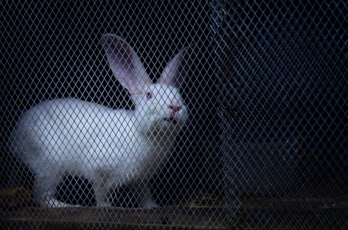 Florida White Rabbit Cage