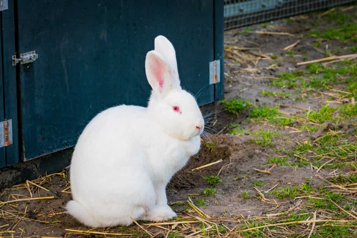 Florida White Rabbit Breed