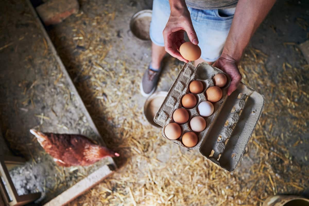 Collecting Eggs to Tray