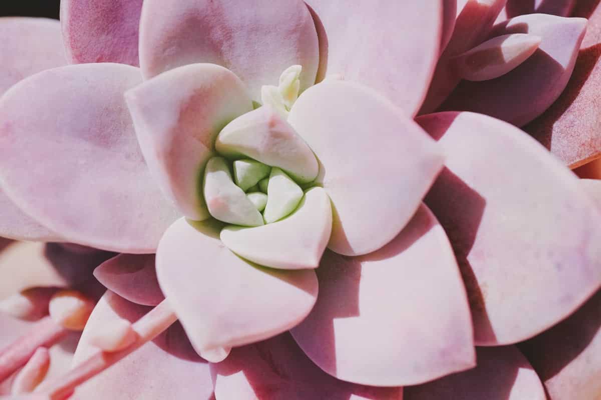 Pink Ghost Plant