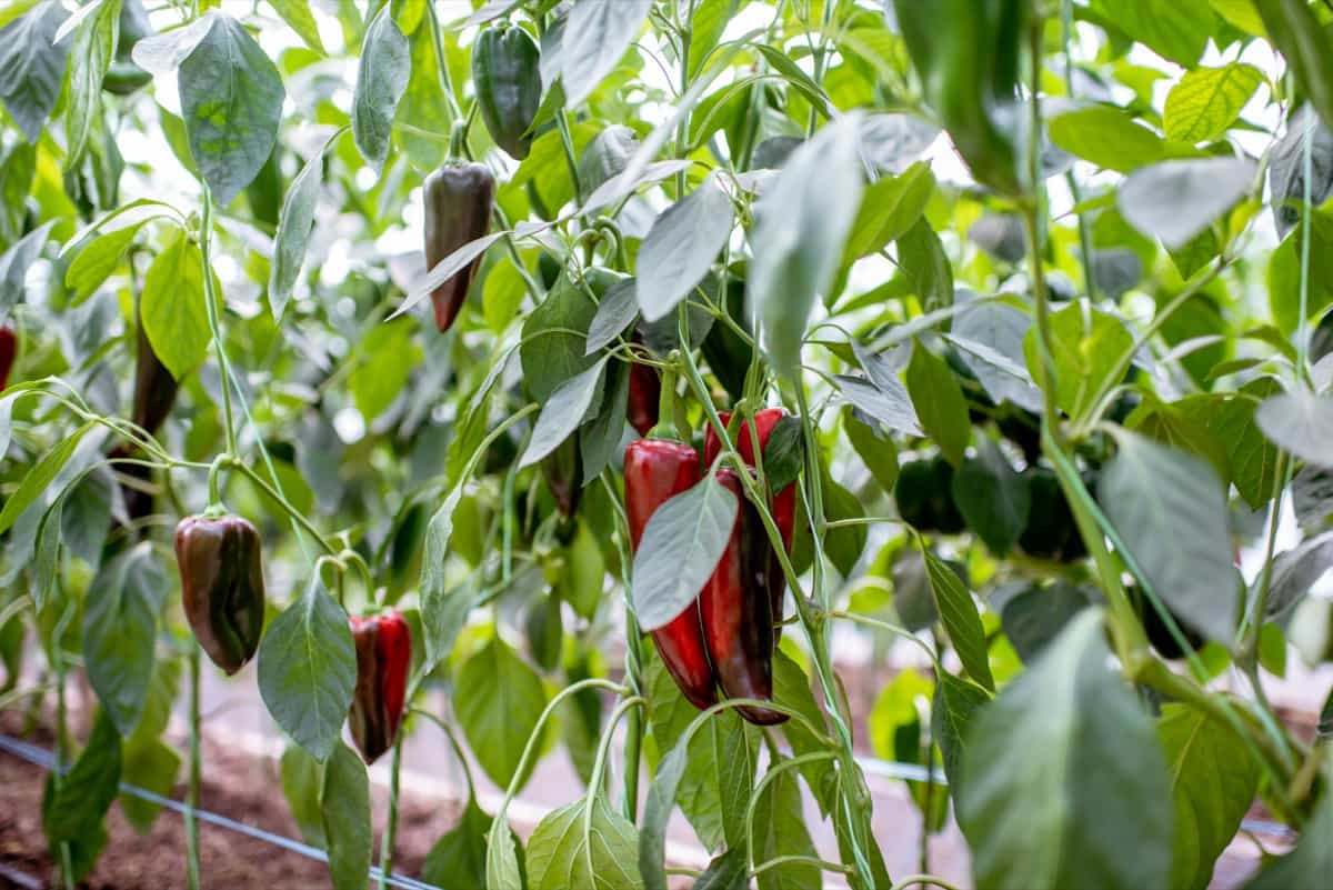 Growing Peppers in Georgia