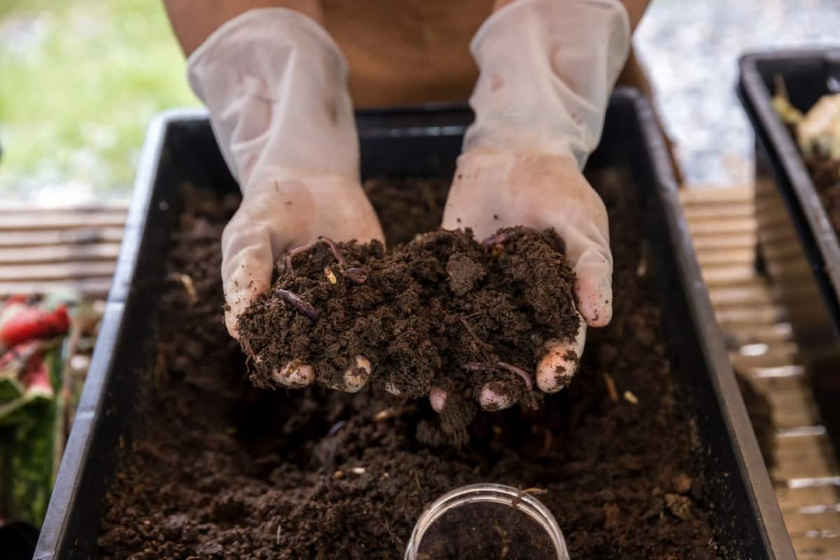 Earthworms for Organic Fertilizer