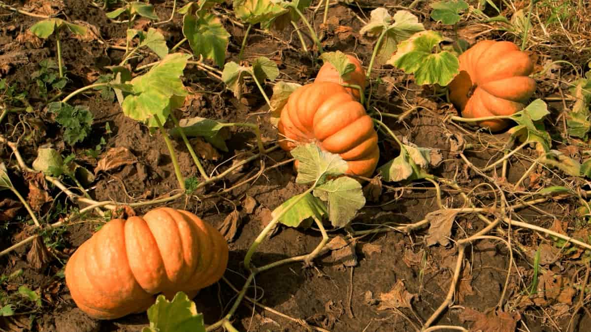 How Long Do Pumpkins Take to Grow