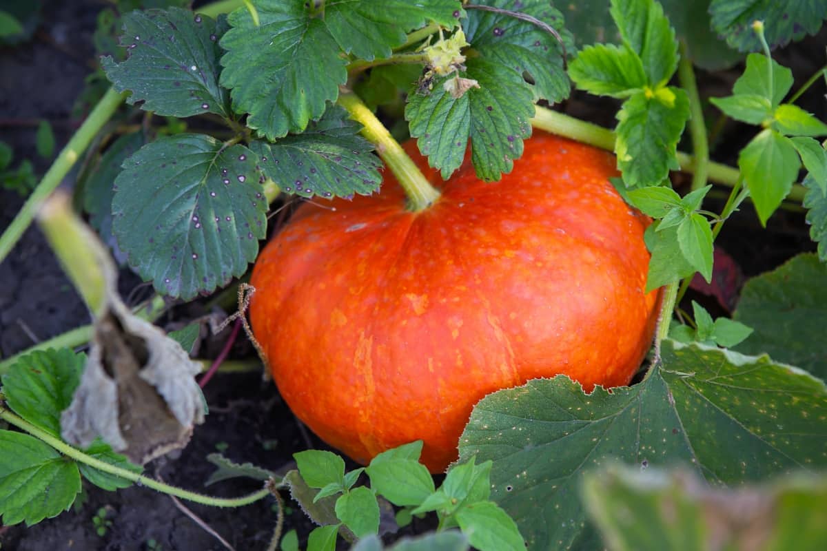 Pumpkin in The Vegetable Garden