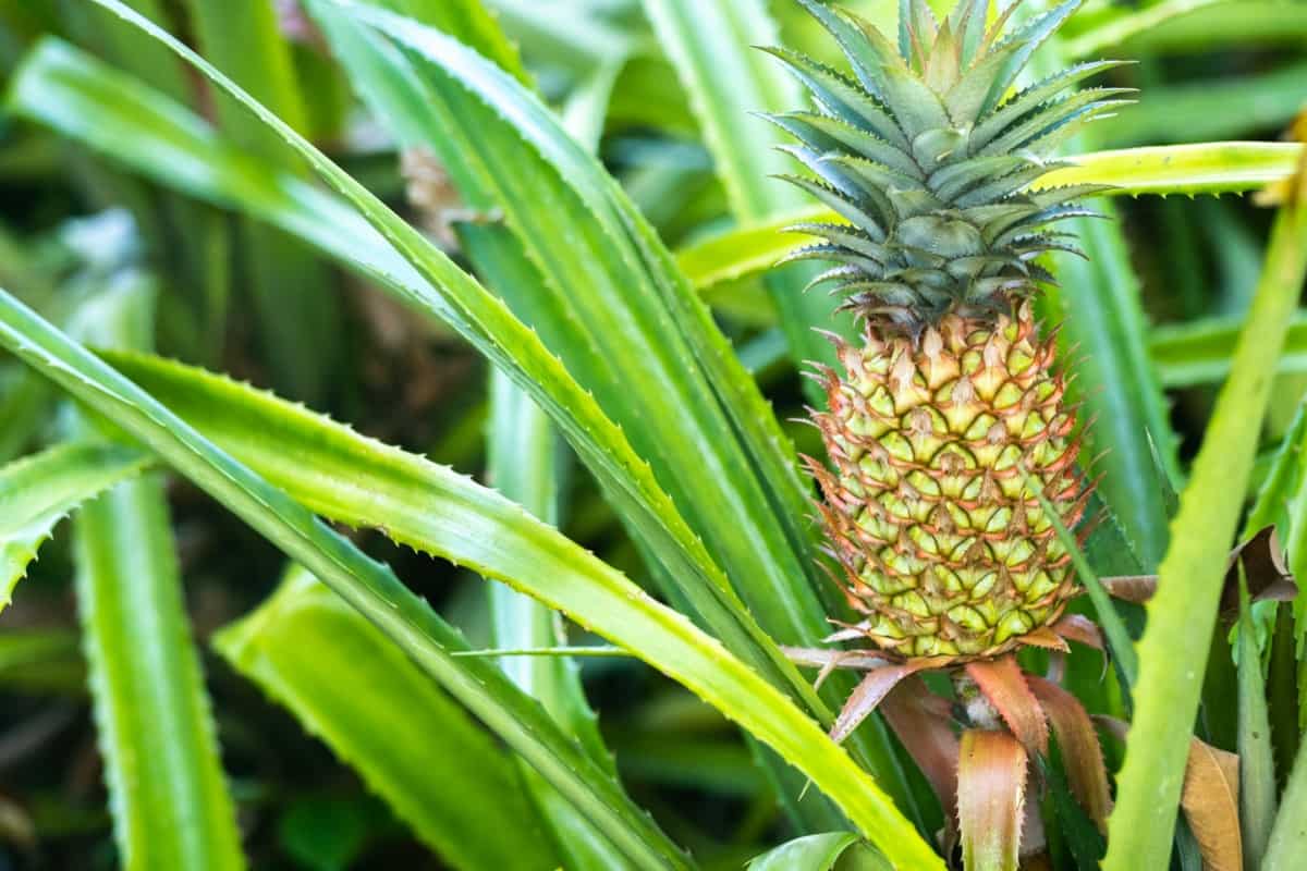 Pineapple Ready to Harvest