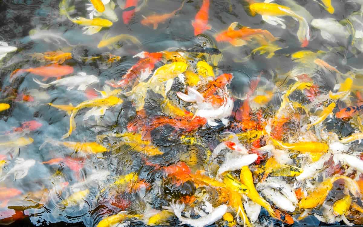 Crowd of Koi Fish in Pond