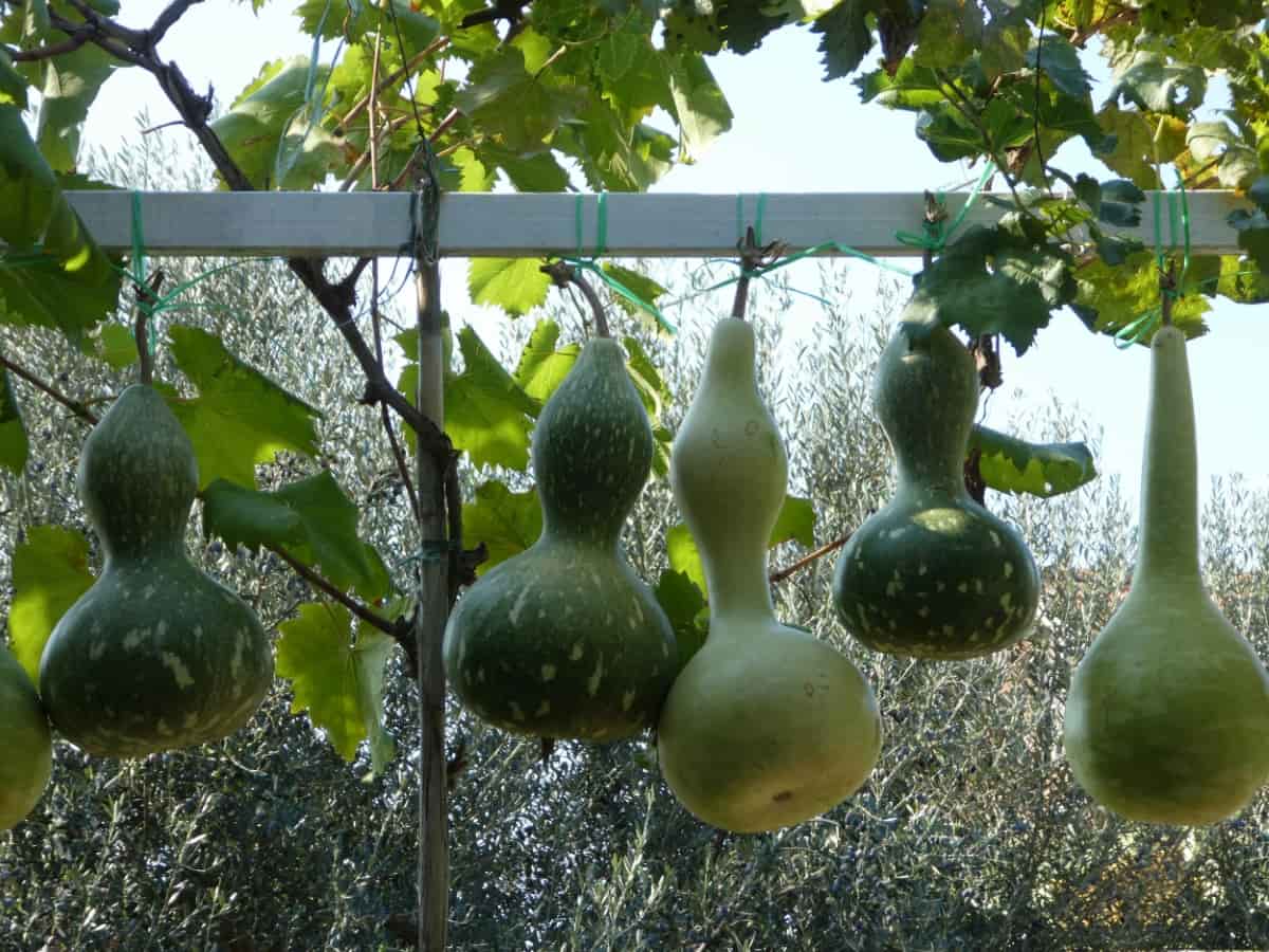 Gourds Hanging Outdoors