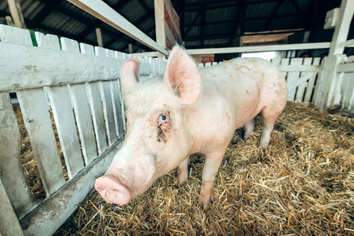 Pig in A Breeding Farm Pigsty