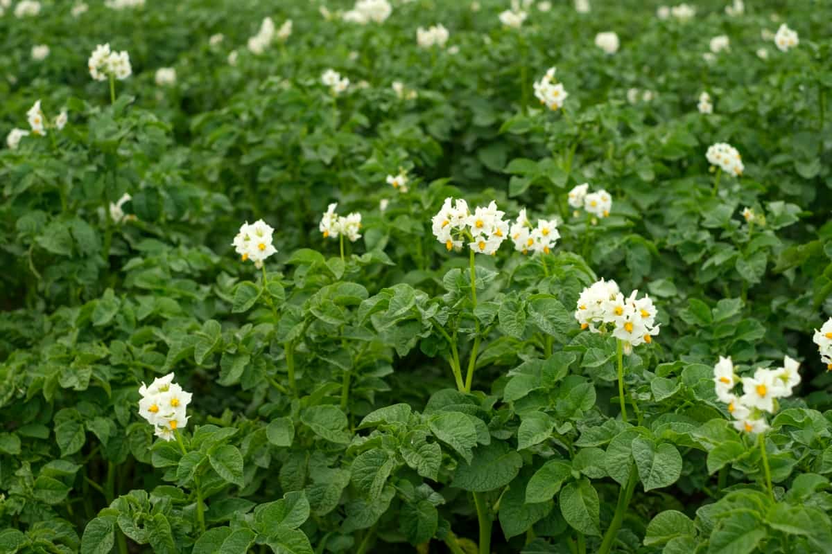 Sweet Potatoes in The Flowering Season