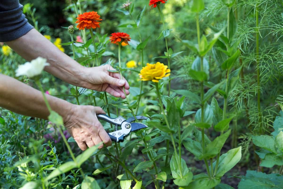 Cutting Flowers in Garden