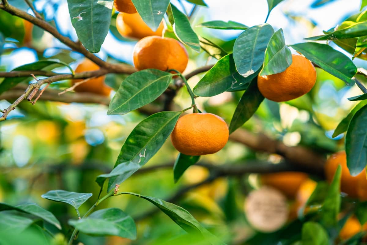 Ripe Mandarins on Tree
