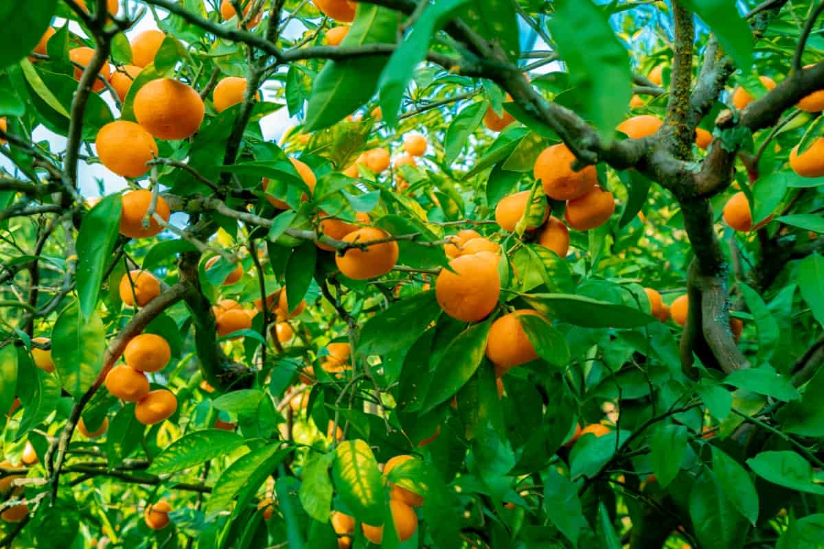 Trees with Citrus Fruits Before Harvest